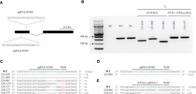 HT-B and S-RNase CRISPR-Cas9 double knockouts show enhanced self-fertility in diploid Solanum tuberosum